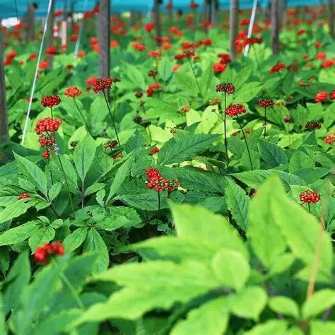 Panax Ginseng